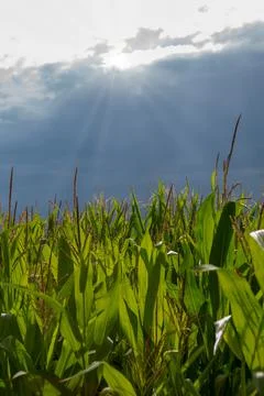 Close-up of a corn field and sunrays Stock-Fotos