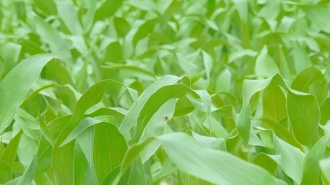 Close up corn field blowing in the wind on a sunny day. 스톡 동영상 71539390