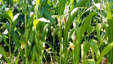 Close up of corn field gently swaying in the wind. Stock Footage 95145525