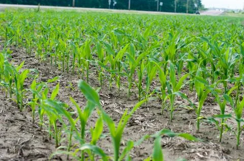 Close up corn field Stock Photos