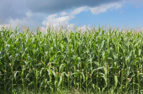 Close up of a corn field. Stock Photos