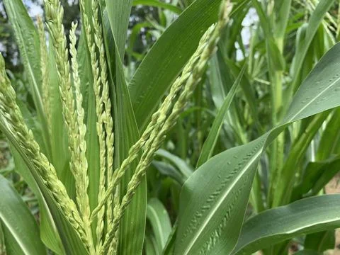 Close up of corn field Photos