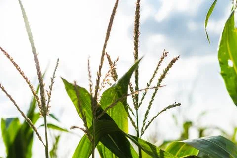 Close up of a corn field with shallow depth of field Stock Photos