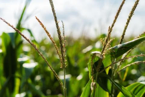 Close up of a corn field with shallow depth of field Stock Photos