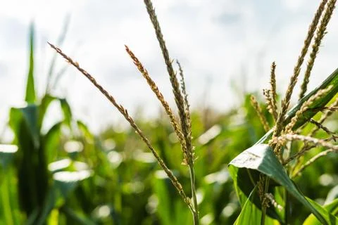 Close up of a corn field with shallow depth of field Stock Photos