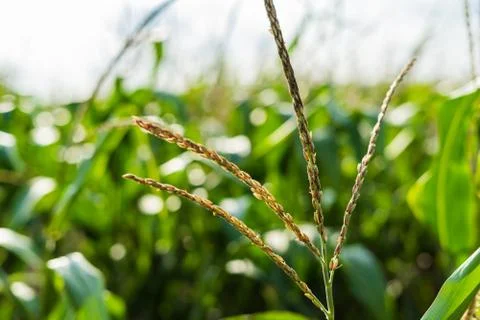 Close up of a corn field with shallow depth of field Stock Photos