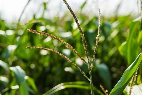 Close up of a corn field with shallow depth of field Stock-Fotos