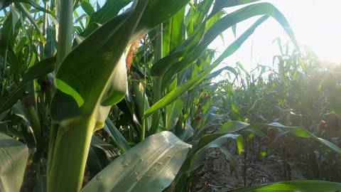 Close up of corn in the field on a sunny day. Stock Footage 138200678