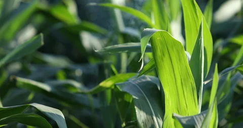 Close-up corn field in sunset,Green corn field Stock Footage 138998294