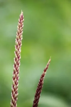 Close up corn flower with blurred background Stock Photos