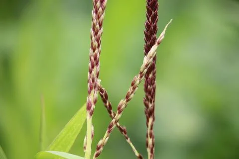Close up corn flower with blurred background Stock Photos