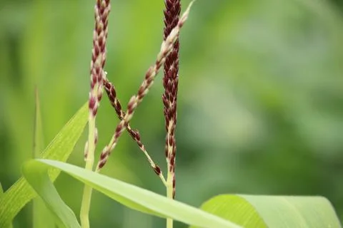 Close up corn flower with blurred background Stock Photos