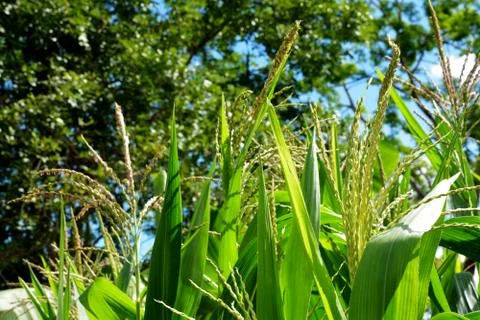 Close up corn flower in the evening Stock Photos
