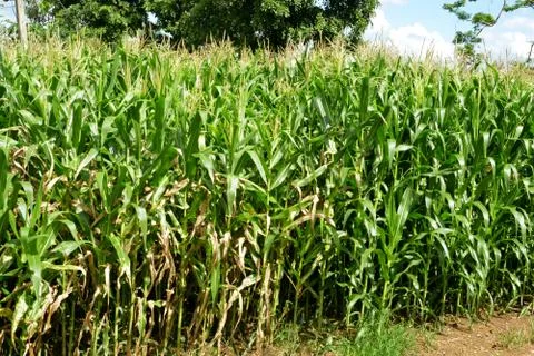 Close up corn flower in the evening Stock Photos