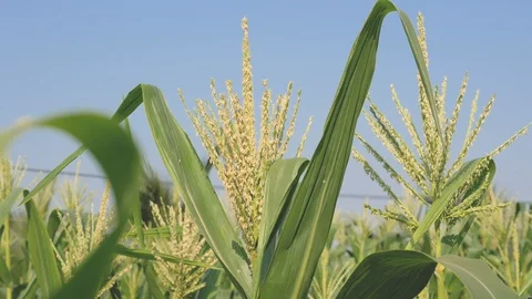 Close up corn flower in farm Stock Footage 102406693