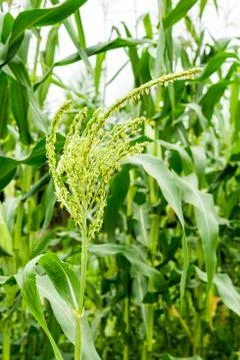 Close up corn flowering stage in field Stock Photos