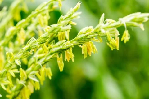 Close up corn flowering stage in field 스톡 사진