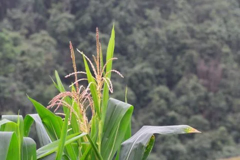 Close up corn flowering stage in field Stock Photos