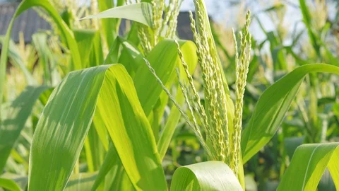 Close up corn flowers and sunlight with the wind in farm Stock Footage 102406889