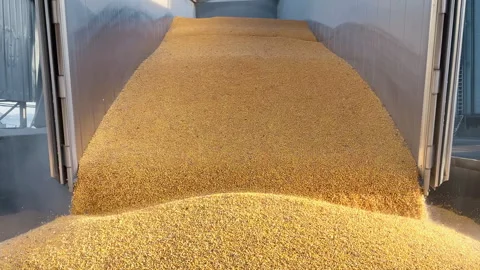 Close-up corn grain unloading from a truck into a open-air mound in sea port Stock Footage 303813129