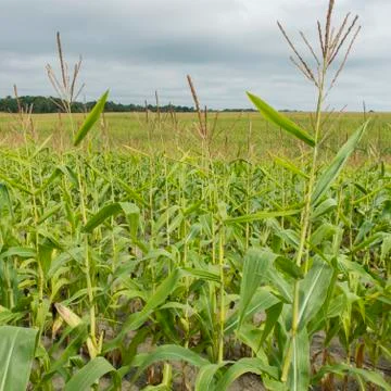 Close up of corn growing in a field Stock Photos