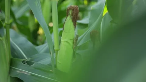Close Up of Corn Husk Stock Footage 21466673