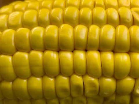 Close-up corn kernels	 Stock Photos