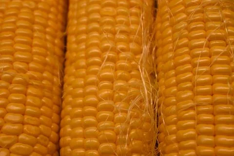 Close-up of corn kernels Stock Photos