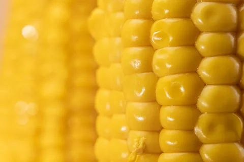 Close-up of corn kernels with shallow depth of field creating a soft food Stock Photos