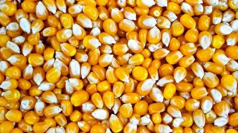 Close up corn kernels surface showing fresh organic cereal grain texture Stock Photos