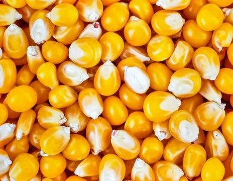 Close up corn kernels surface showing fresh organic cereal grain texture Stock Photos