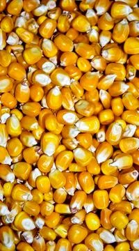 Close up corn kernels surface showing fresh organic cereal grain texture Stock Photos