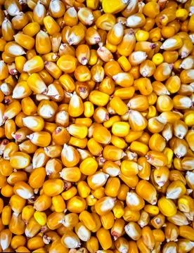 Close up corn kernels surface showing fresh organic cereal grain texture Stock Photos