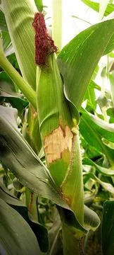 Close-up of corn leaf with yellow-brown disease spots in natural farm environ Stock Photos