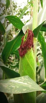 Close-up of corn leaf with yellow-brown disease spots in natural farm environ Stock Photos
