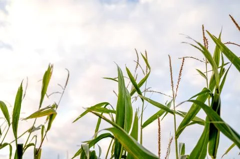 Close-up of corn leaves against cloudy sky Stock Photos