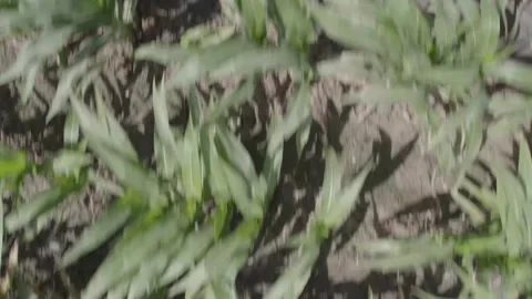 Close up of corn leaves and plants in dense growth under daylight Stock Footage 342730561
