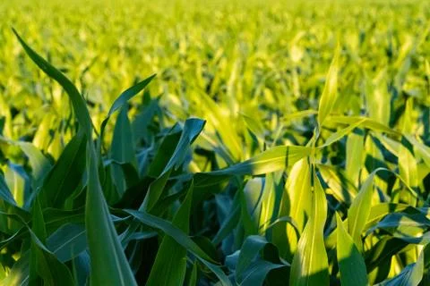 Close up of corn leaves in the shadow and the sunlight Stock Photos