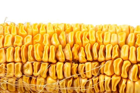 Close up corn that is left too long until the kernels shrivel Stock Photos