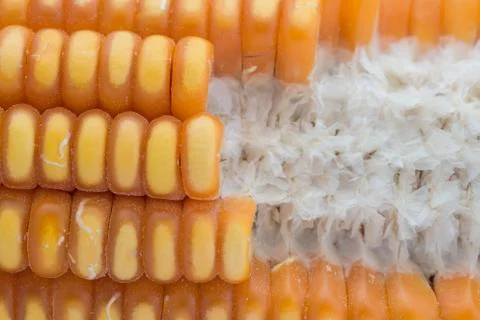 Close up of the corn Stock Photos