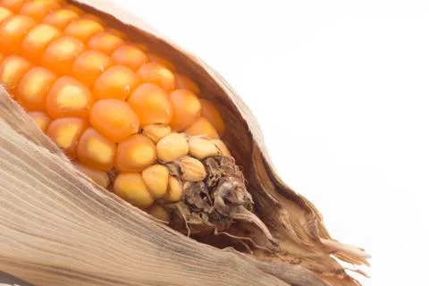 Close up of the corn Stock Photos
