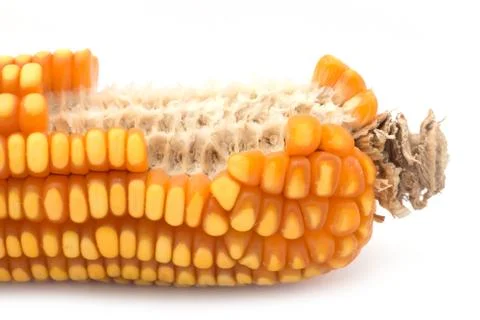 Close up of the corn Stock Photos