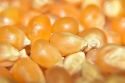 Close up of a corn Stock Photos