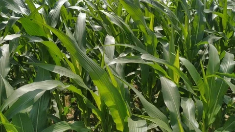 Close up on a corn plant leaf that flutters in the wind. Green natural beautiful Stock Footage 127356327