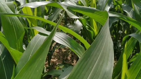 Close up on a corn plant leaf that flutters in the wind. Green natural beautiful Stock Footage 127410029