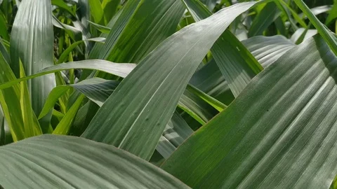 Close up on a corn plant leaf that flutters in the wind. Green natural beautiful Stock Footage 127410109