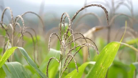 Close up on a corn plant leaf which flutters in the wind Stock Footage 166931969