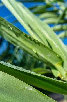 Close-up of a corn plant Stock Photos