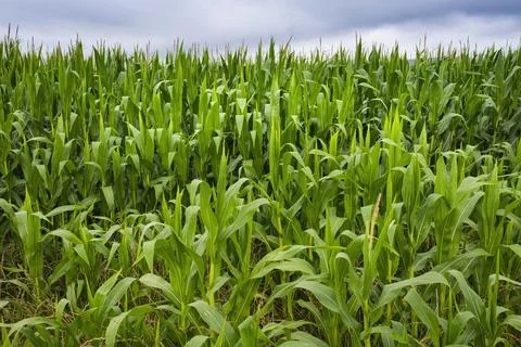 Close-up of a corn plantation. Stock Photos