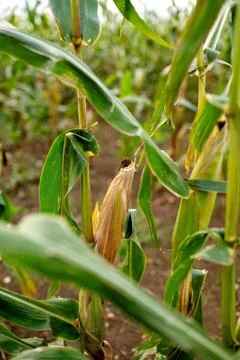 Close-up of corn plants in a field. Stock Photos